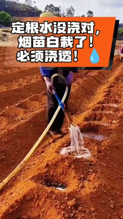 定根水没浇对，烟苗白栽啦！必须浇透。