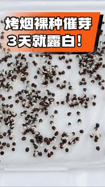 烤烟裸种催芽小技巧，清水浸泡、保温保湿，3天就能露白，出苗快又齐！烟农朋友收藏备用～