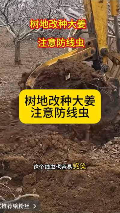 树地改种大姜，注意防线虫！