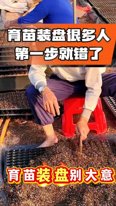 烤烟育苗基质装盘，一步做对，出苗整齐又壮苗！装盘技巧记牢，少走弯路，育苗更省心