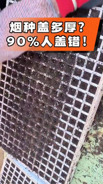 烟种盖多厚？90%烟农都盖错！薄盖才出苗齐、不闷种，烤烟育苗关键一步，照着做就对了