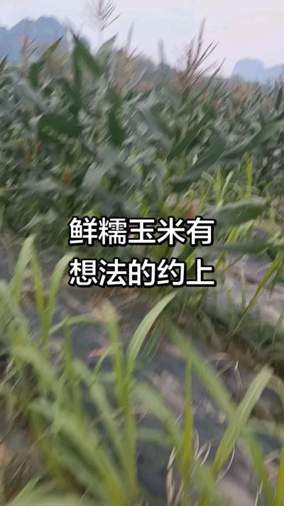 农户种植的白糯玉米大量上市，助农帮农在行动