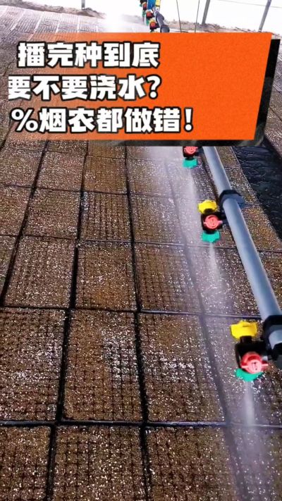 烤烟播完种一定要浇透底水，喷雾慢浇、别大水冲，盘底漏水才算到位，出苗又齐又壮！#烤烟育苗 #烤烟种植 #烟农干货 #育苗技术
