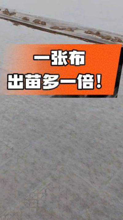 烤烟育苗盖无纺布，保温保湿出苗齐，不烂种、出苗快，烟农必备小技巧！