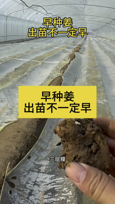 早种姜，出苗不一定早！