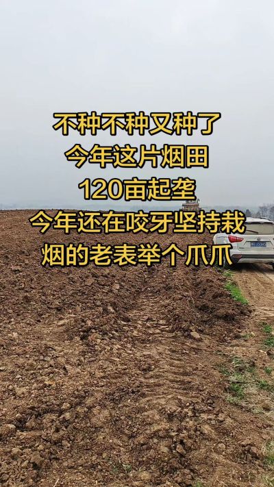 不种不种又种啦，还在咬牙坚持栽烟的老表集合啦！