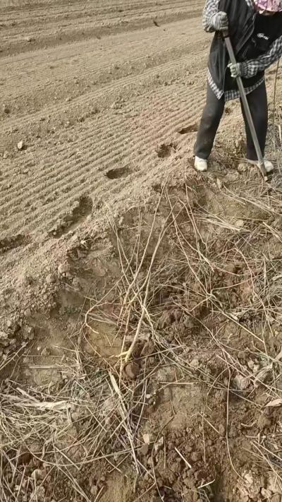 臭椿苗，一年籽播苗，地径0.5/1公分以上。需要联系18534302961