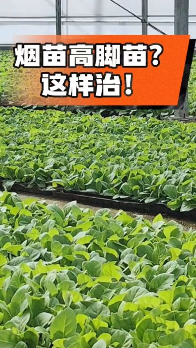 烤烟齐苗期管理关键：精准控温，防高脚苗，培育壮苗好上手！