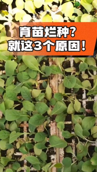 烤烟育苗烂种？3个原因讲清楚！消毒、控水、控温，做到就苗齐苗壮🔥
#烤烟育苗 #烤烟种植 #烂种防治 #烟农