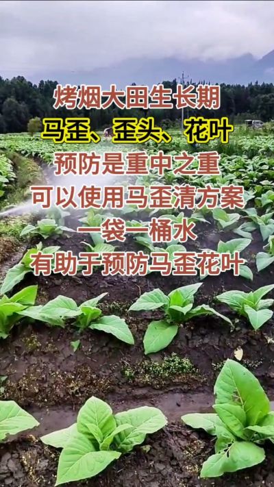 烤烟大田生长期，马歪歪头花叶预防是重中之重，可以使用马歪清方案，一袋一桶水，有助于预防马歪花叶。
烤烟管理早做一步，后期少操心！#烤烟种植#烤烟管理#烤烟大田管理#烤烟病害防治